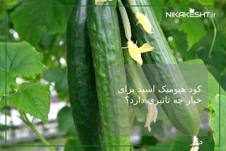 کود هیومیک اسید برای خیار چه تاثیری دارد