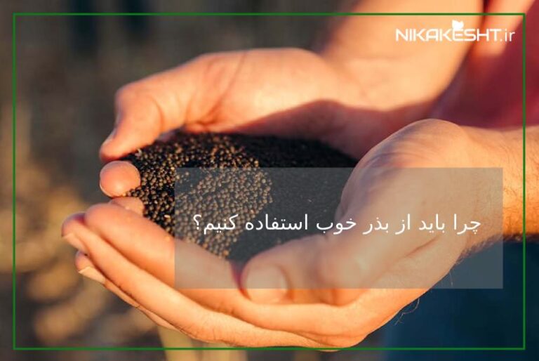 چرا باید از بذر خوب استفاده کنیم؟