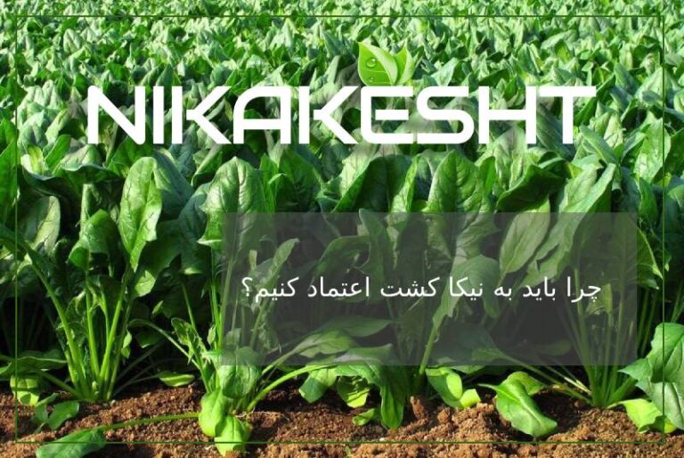 چرا باید به نیکا کشت اعتماد کنیم؟
