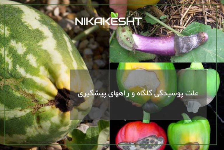 علت پوسیدگی گلگاه و راههای پیشگیری