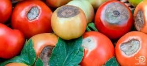 پوسیدگی گلگاه گوجه فرنگی