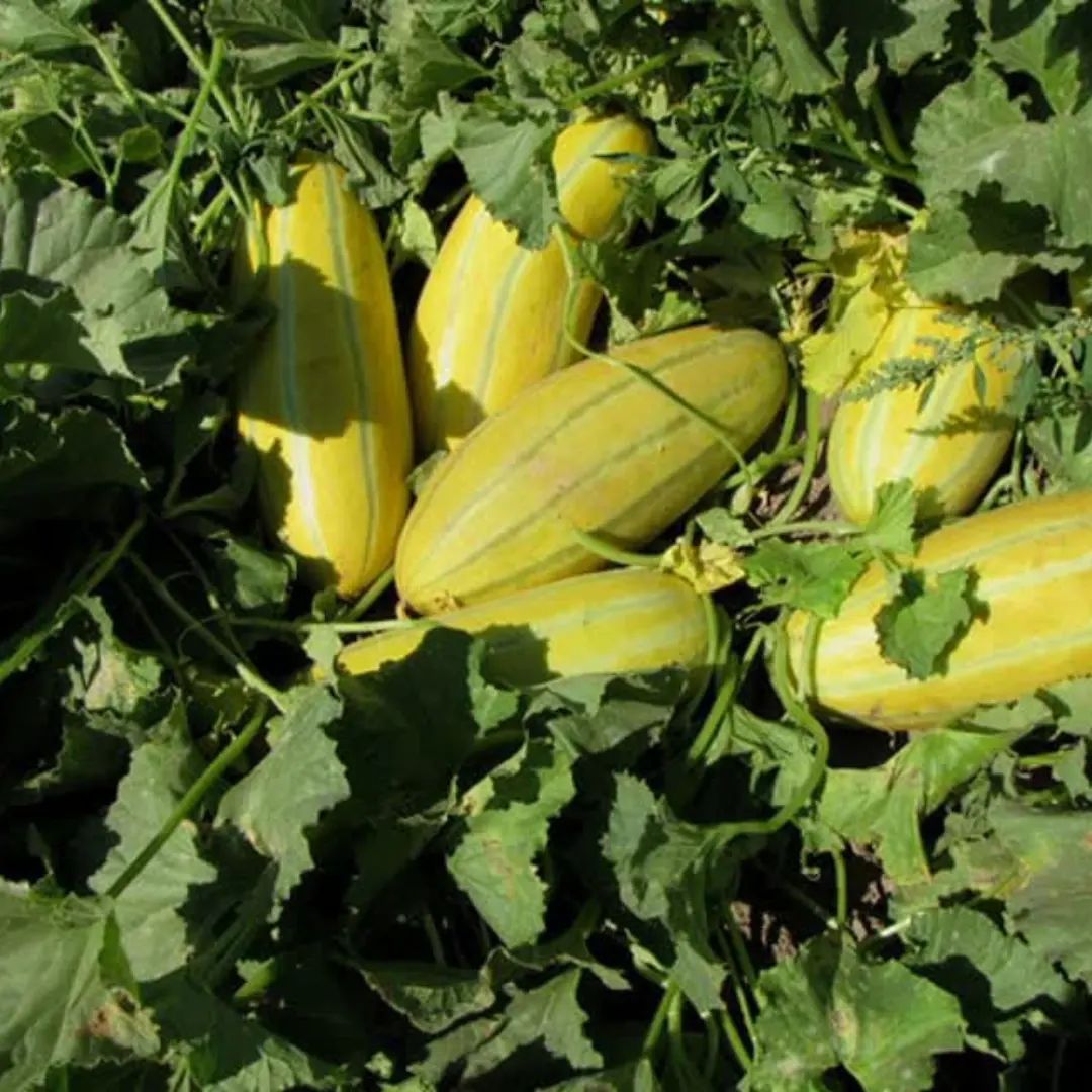بذر اصلاح شده خربزه مشهدی داناب