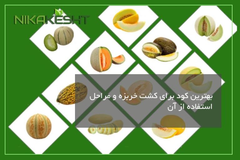 بهترین کود برای کشت خربزه
