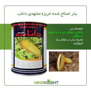بذر اصلاح شده خربزه مشهدی داناب