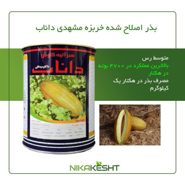 بذر اصلاح شده خربزه مشهدی داناب