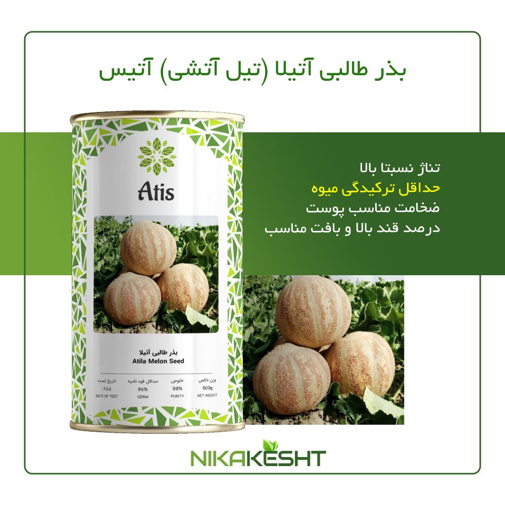 بذر طالبی آتیلا آتیس
