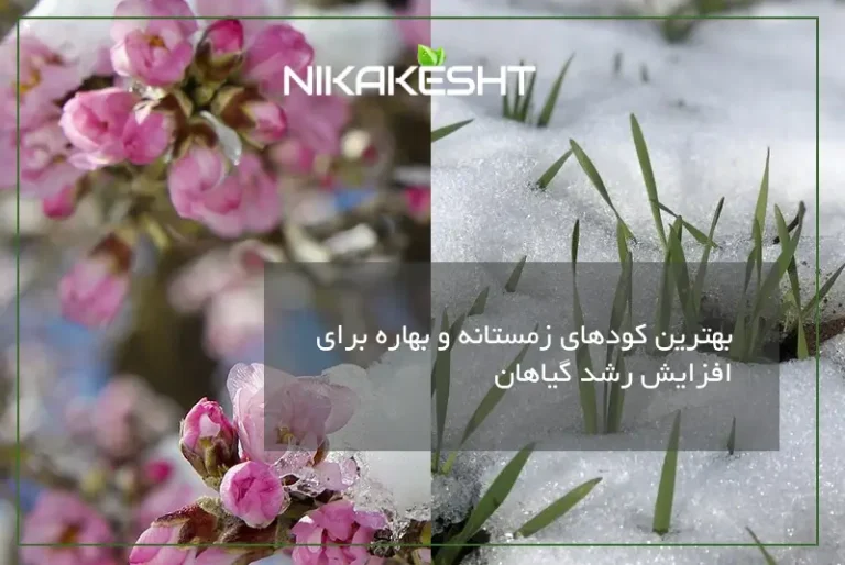 بهترین کودهای زمستانه و بهاره برای افزایش رشد گیاه