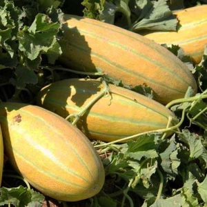 خربزه مینو روزن سیدز