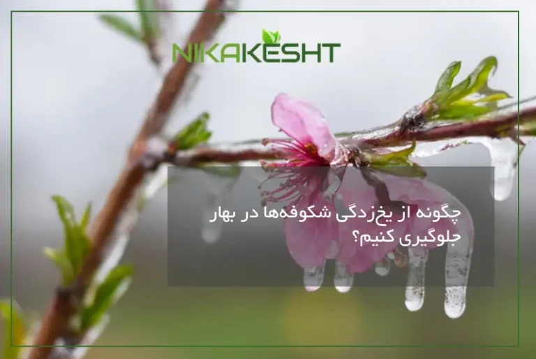 چگونه از یخ‌زدگی شکوفه‌ها در بهار جلوگیری کنیم؟