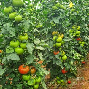 افزایش باردهی گوجه فرنگی