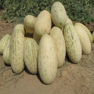 خربزه افغانی یا درگزی