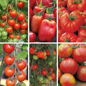 کاشت گوجه فرنگی فضای باز و گلخانه ای