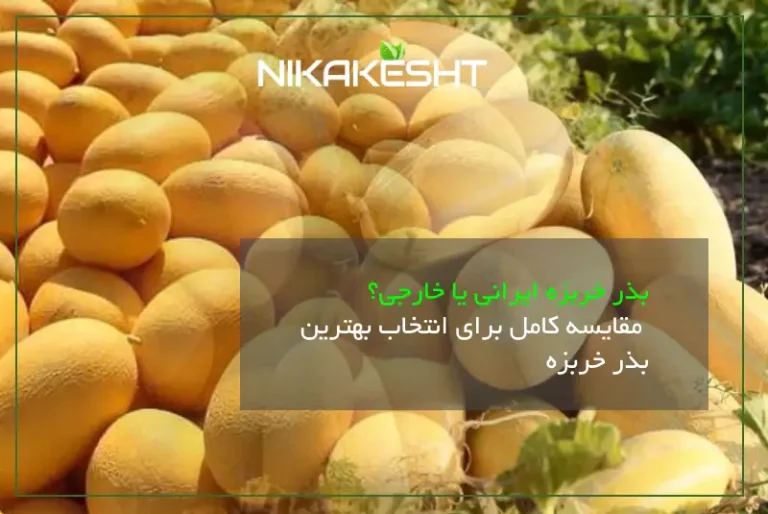 بذر خربزه ایرانی بخریم یا بذر خربزه خارجی؟