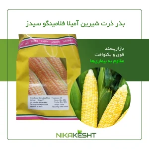بذر ذرت شیرین آمیلا فلامینگو سیدز