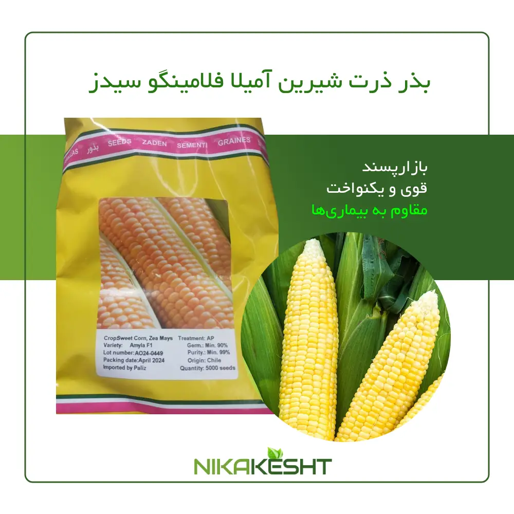 بذر ذرت شیرین آمیلا فلامینگو سیدز