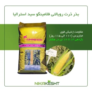 بذر ذرت رویالتی فلامینگو سیدز