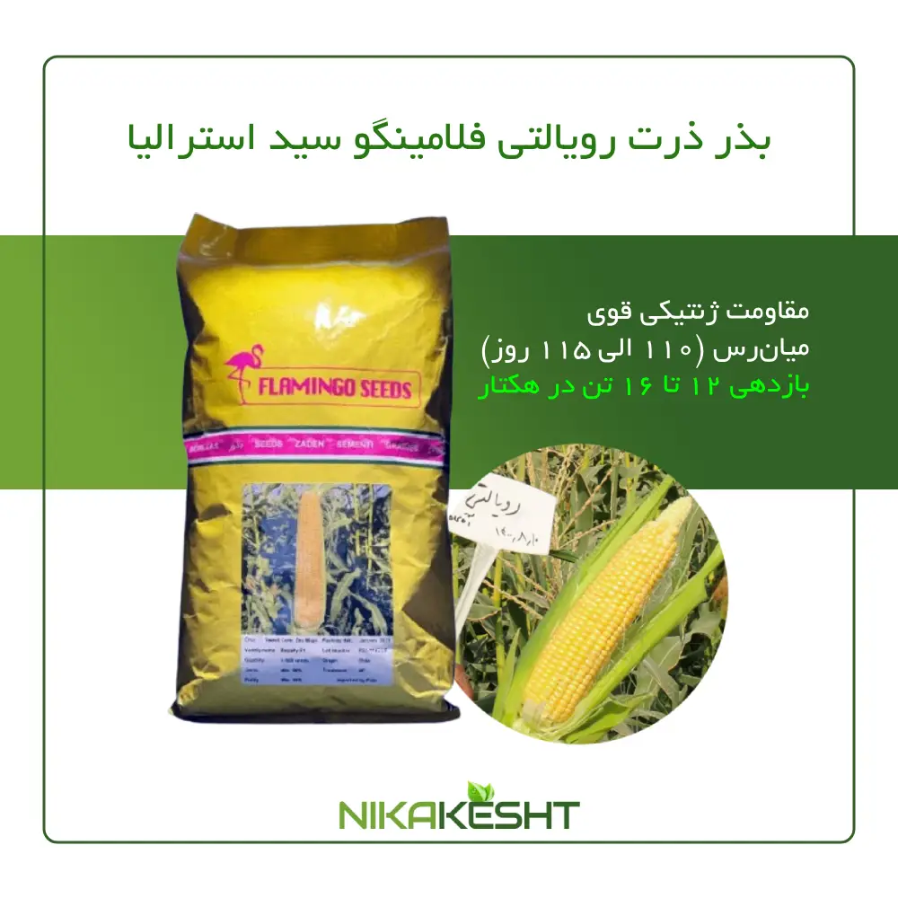 بذر ذرت رویالتی فلامینگو سیدز