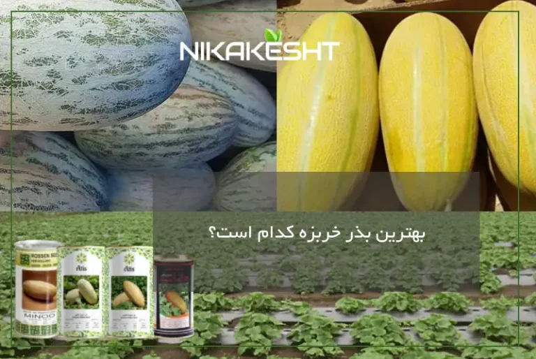 بهترین بذر خربزه کدام است؟