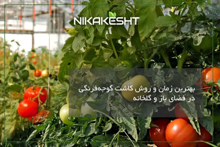بهترین زمان و روش کاشت گوجه‌فرنگی در فضای باز و گلخانه
