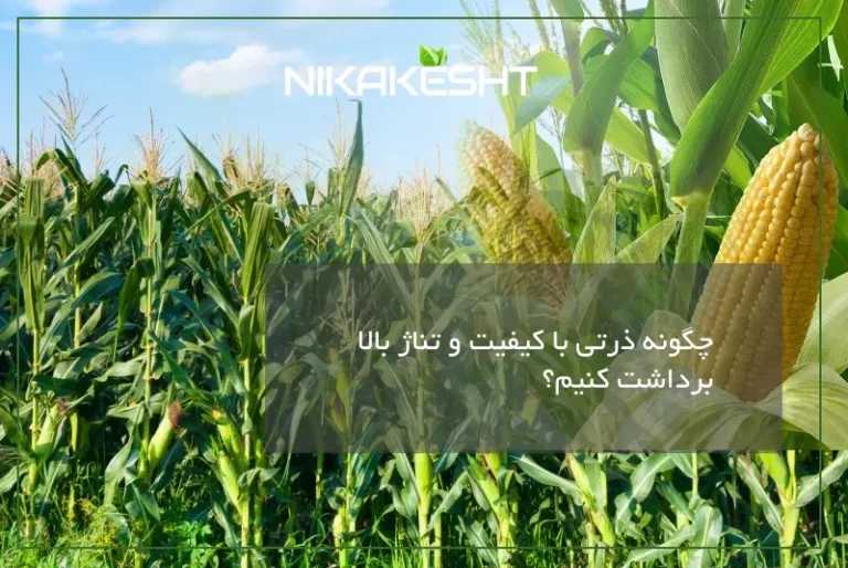برداشت ذرت با تناژ بالا