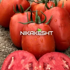 بذر گوجه فرنگی جینا
