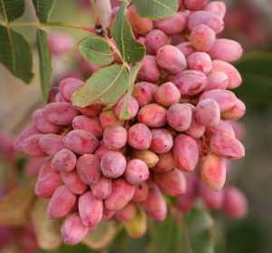 اثر سولفات پتاسیم برای پسته