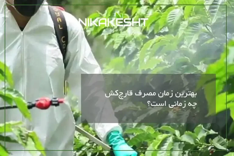 بهترین زمان مصرف قارچ‌کش