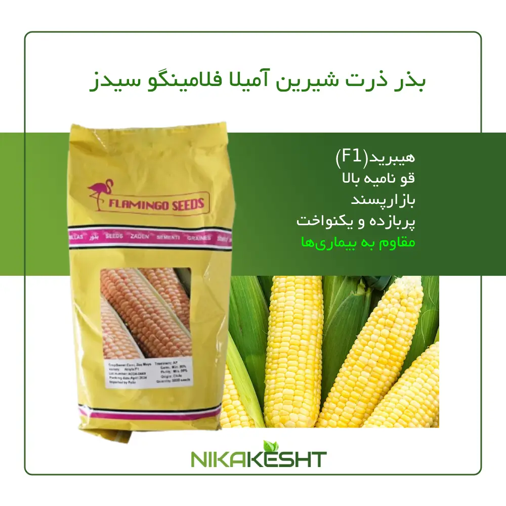 بذر ذرت شیرین آمیلا فلامینگو سیدز