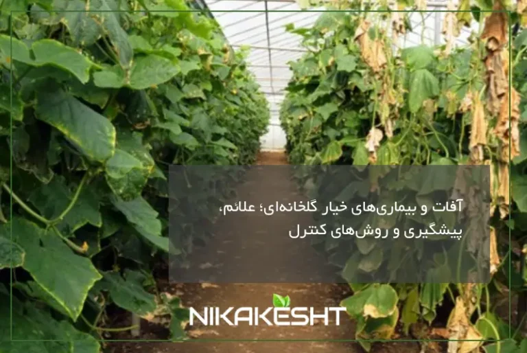 آفات و بیماری‌های خیار گلخانه‌ای