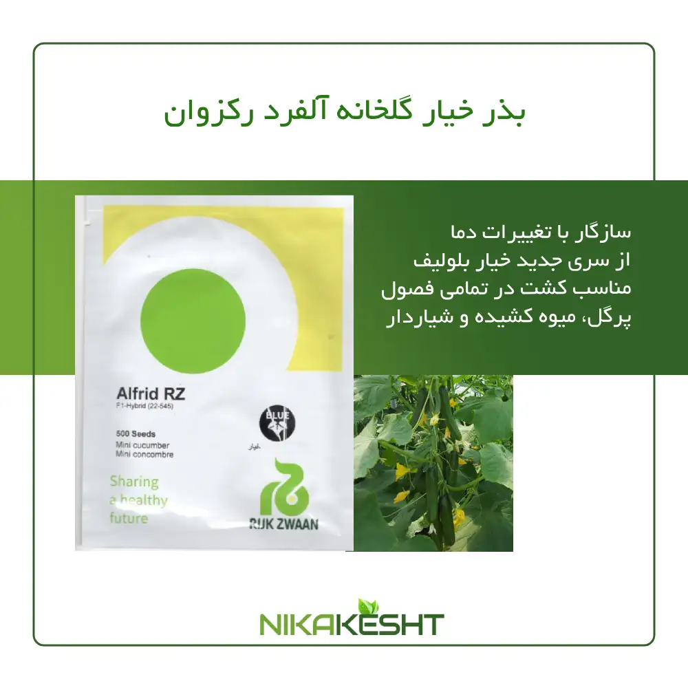 بذر خیار گلخانه ای آلفرد رکزوان