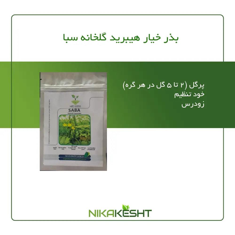 بذر خیار گلخانه ای سبا ایرانی