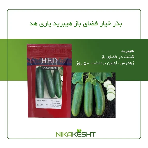 بذر خیار هیبرید یاری هد سیدز