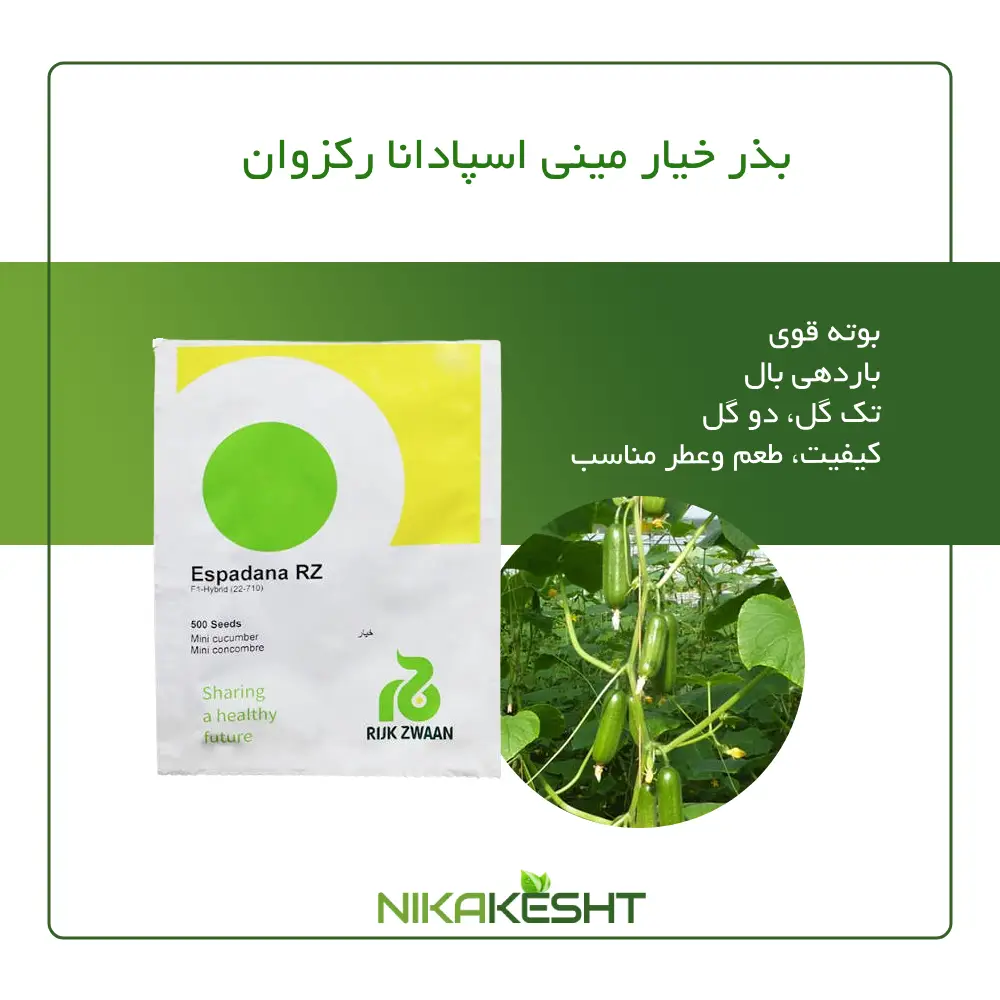 بذر خیار مینی اسپادانا