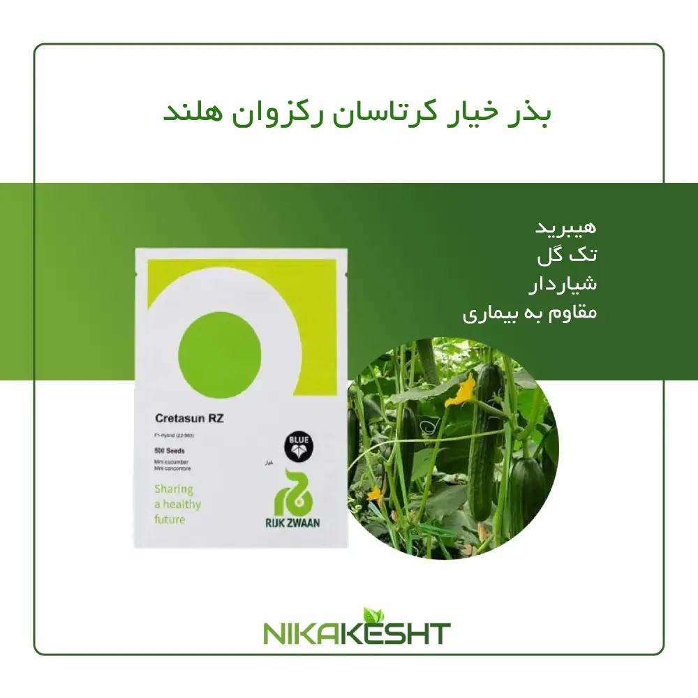 بذر خیار گلخانه ای کرتاسان رکزوان هلند