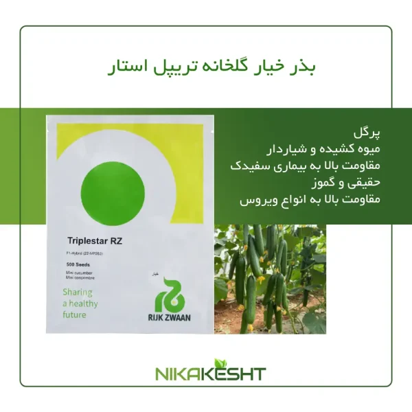 بذر خیار گلخانه‌ای تریپل استار F1 رکزوان