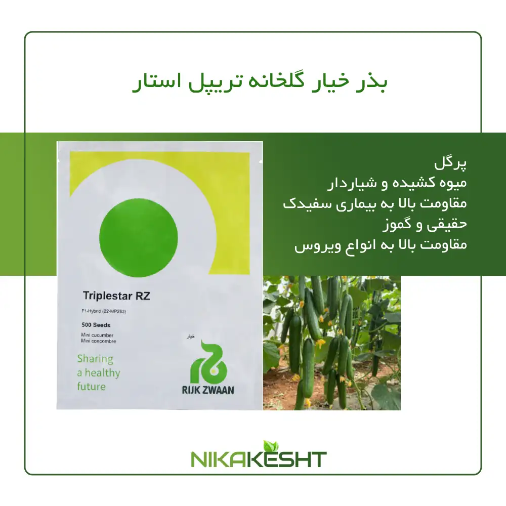 بذر خیار گلخانه‌ای تریپل استار F1 رکزوان
