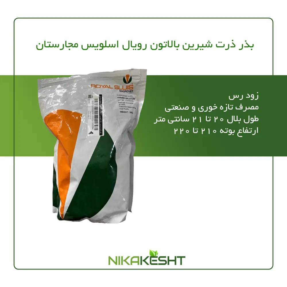 بذر ذرت شیرین بالاتون رویال اسلویس مجارستان