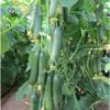 بذر خیار گلخانه ای بهشتی تاکاداسیدز