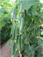 بذر خیار گلخانه ای بهشتی تاکاداسیدز