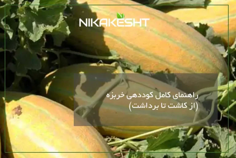 راهنمای کامل کوددهی خربزه (از کاشت تا برداشت)