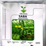 بذر خیار گلخانه ای سبا ایرانی