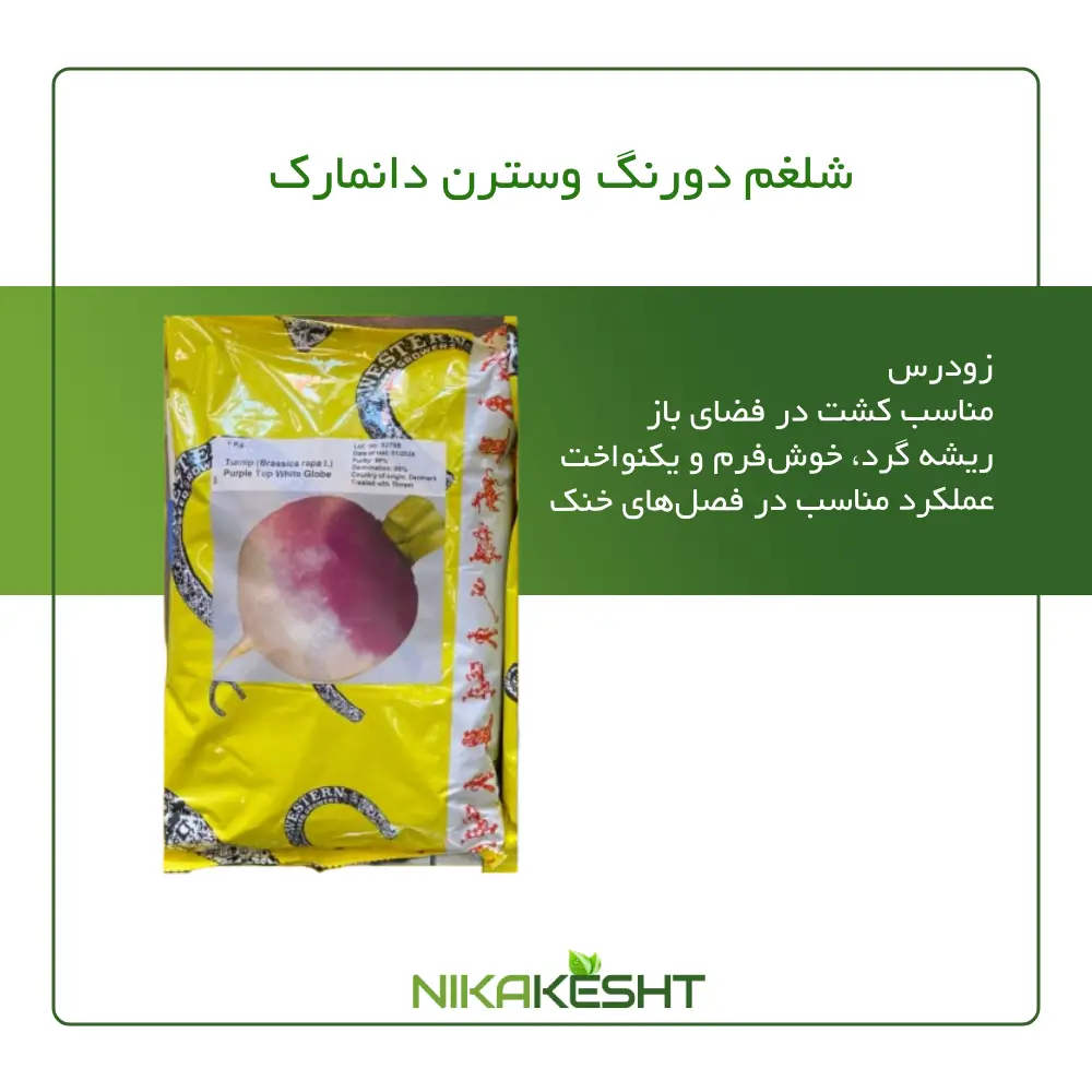 بذر شلغم دو رنگ وسترن دانمارک