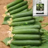 بذر خیار گلخانه ای ثنا