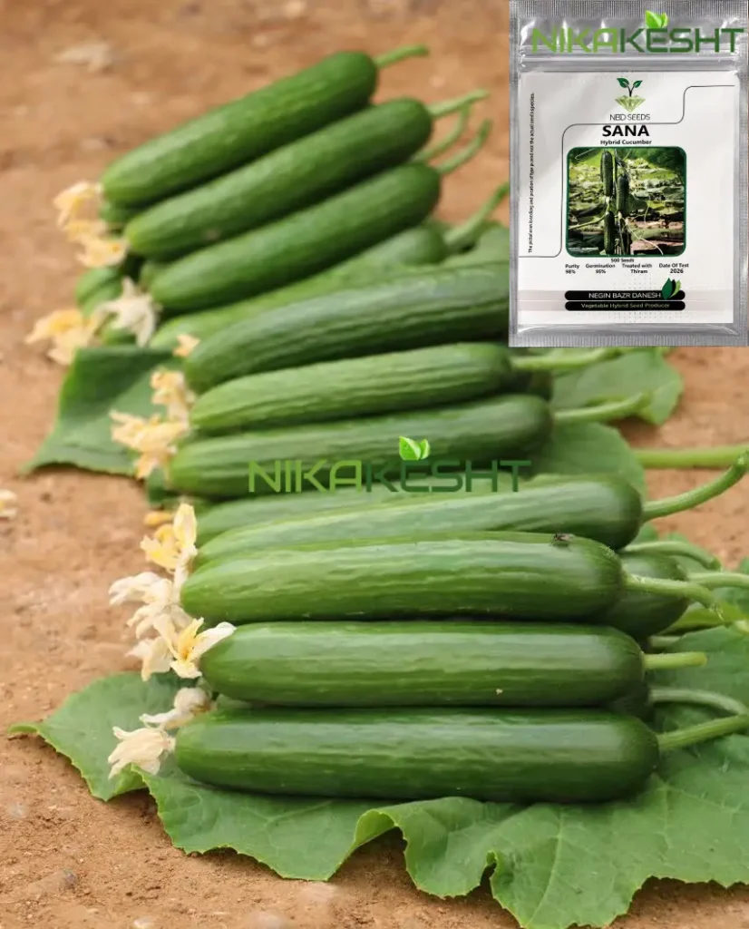 بذر خیار گلخانه ای ثنا