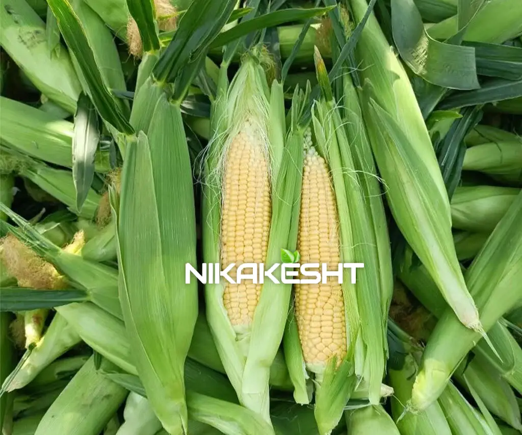 محصول بذر ذرت شیرین بالاتون رویال اسلویس