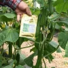 بذر خیار گلخانه ای بهشتی تاکاداسیدز