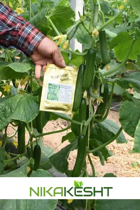 بذر خیار گلخانه ای بهشتی تاکاداسیدز