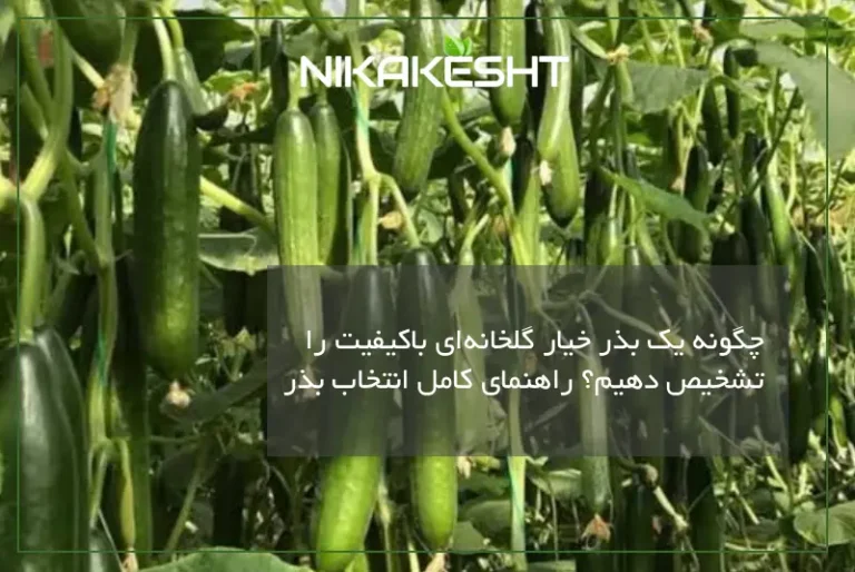 چگونه بهترین بذر خیار گلخانه ای را تشخیص دهیم