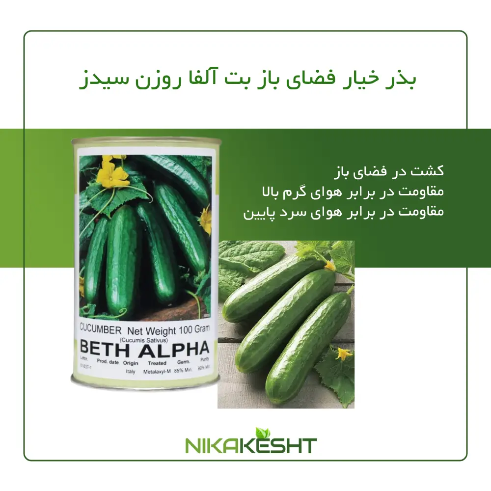 بذر خیار بت آلفا روزن سیدز