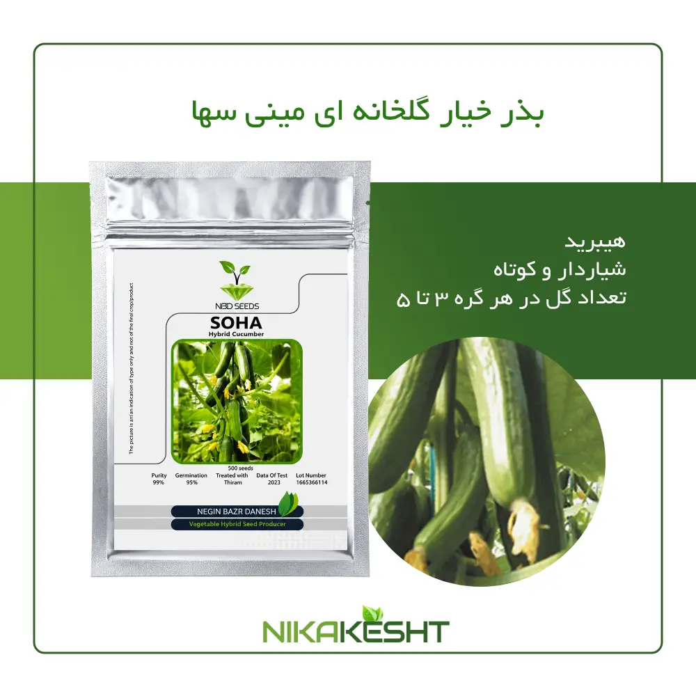بذر خیار مینی سها